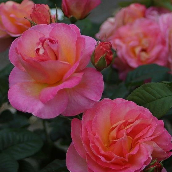 DORNBURGER SCHLOSSROSE DORNBURGER SCHLOSSROSE